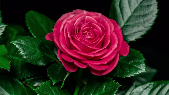 Red Rose Plant Blooming Flower in Time Lapse on a Black Background. Single One Flower Opens Bud