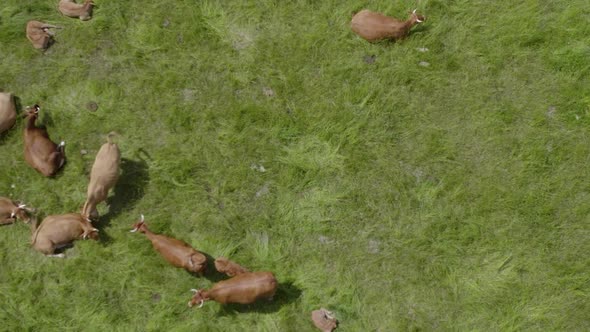 Brown Cattle With Calf Lying And Grazing On The Field With Green Grass. - aerial