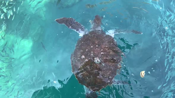The Sea Turtle Eating in the Clear Transparent Sea Water