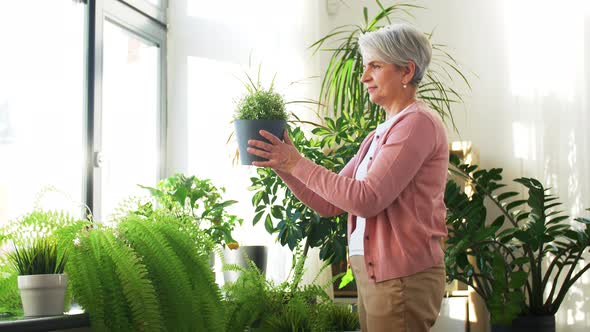 Senior Woman Takes Care of Houseplants at Home