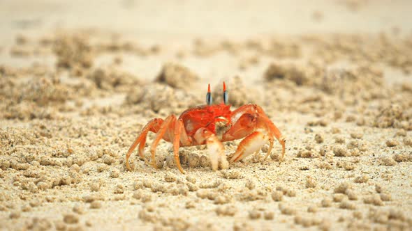 ghost crab on beach at isla san cristobal in the galapagos