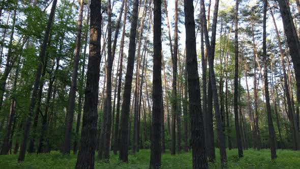 Summer Forest with Pine Trees Slow Motion