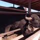 Buffaloes Eating Hay Slow Motion - VideoHive Item for Sale