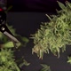 Growers Trim Cannabis Buds, The Sugar Leaves on Buds , Harvest Weed Time Has Come, Trim Before - VideoHive Item for Sale