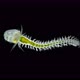 The Polychaete Worm Larva Under a Microscope From the Phyllodocidae Family, of Type Annelida - VideoHive Item for Sale