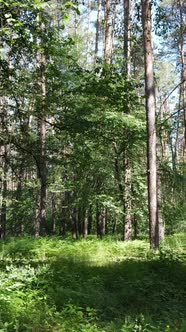 Vertical Video of a Summer Green Forest with Trees During the Day Slow Motion