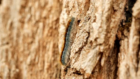 A western Tent Caterpillar climbing the bark of a tree in slow motion.