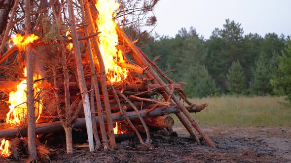 Big Campfire of the Branches Burn at Dusk in the Forest, Large Fire Brightly Burning