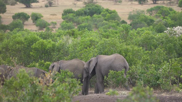 Elephants seen through bushes