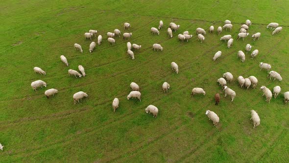 Sheeps on Green Pasture in Village Farm Field Countryside