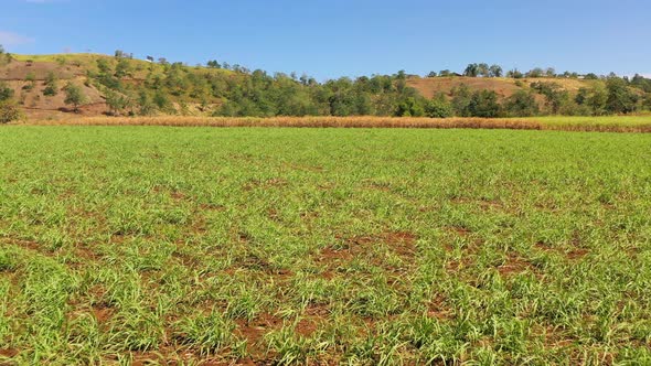 Sugar Cane Plantations