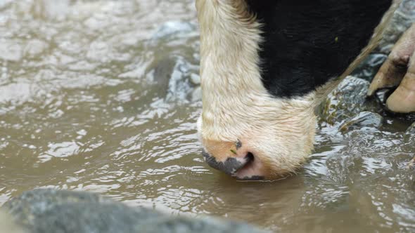 Close up of wild cow drinking brown colored water of Amazon River after strong rain in Ecuador