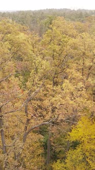 Vertical Video Forest with Trees in the Fall