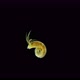 Worm Polychaeta Hypania Invalida Under a Microscope Family Ampharetidae - VideoHive Item for Sale