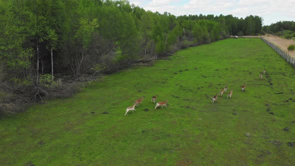Deers Running In Fenced Field
