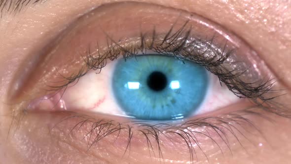 Beautiful Blue Eye
