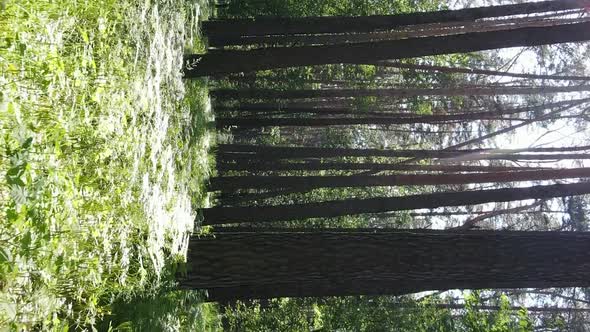 Vertical Video Aerial View Inside a Green Forest with Trees in Summer