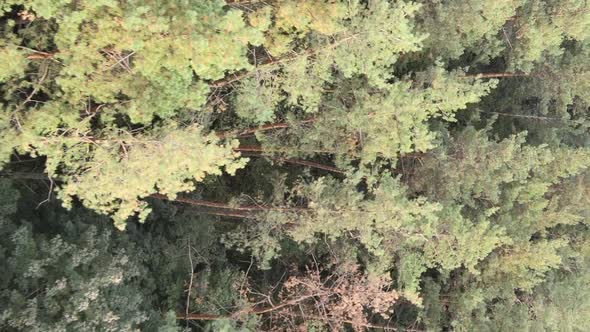 Vertical Video of a Green Forest on a Summer Day