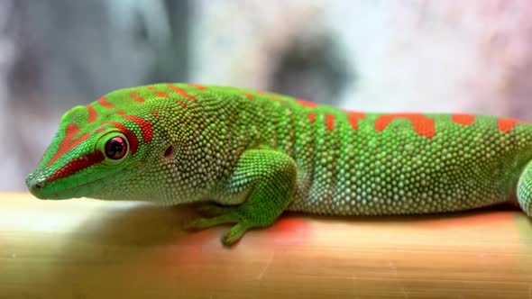 Giant day gecko on bamboo licking and looking around