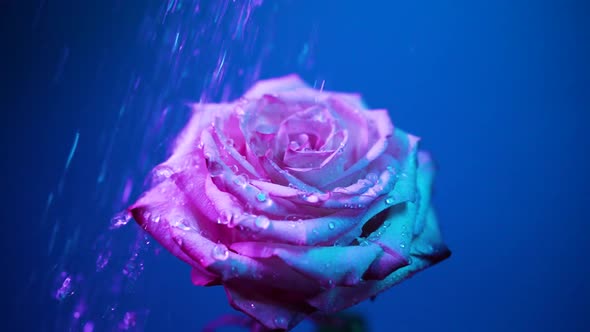 Water Drops in Slow Motion Fall on a Pink Rose on a Blue Background