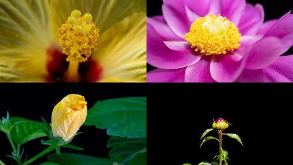 Collage of 4 Videos - Hibiscus and Peony, Macro Shot, Time Lapse