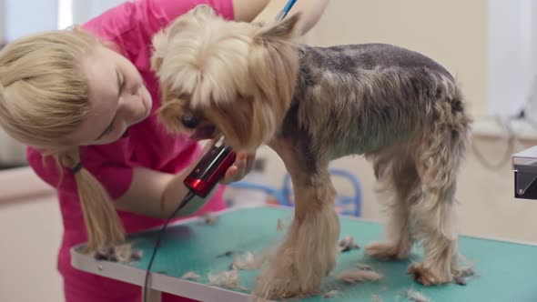 Pretty Dog in Grooming Salon