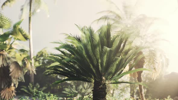 Tropical Garden with Palm Trees in Sun Rays