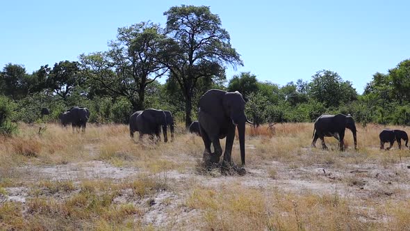 Herd of African Bush Elephants walk from the bush into a clearing