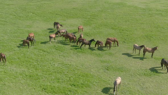 Aerial Panoramic View of a Herd of Young Horses Grazing on a Green Meadow