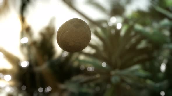 Extreme Slow Motion Falling Coconut in Jungle