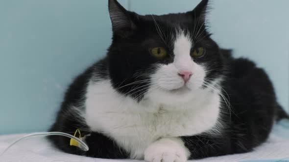 Fat Diabetic Cat is Treated for Dehydration with Dropper in Veterinary Clinic