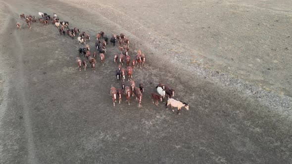 Wild Horses Running