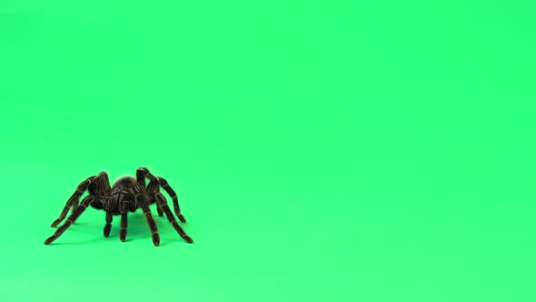 Spider Tarantula in Threatening Position Isolated at Green Screen. Closeup