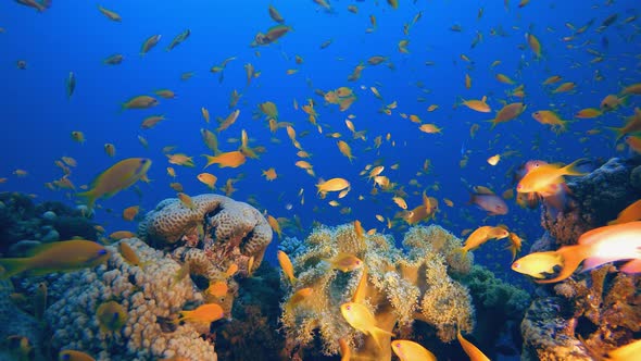 Underwater Colorful Reef