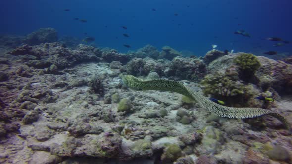 Honey comb moray eel swimming over a coral reef in the Maldives.