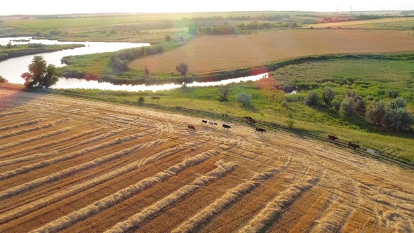 Cows are walking in an agricultural field. Aerial view.