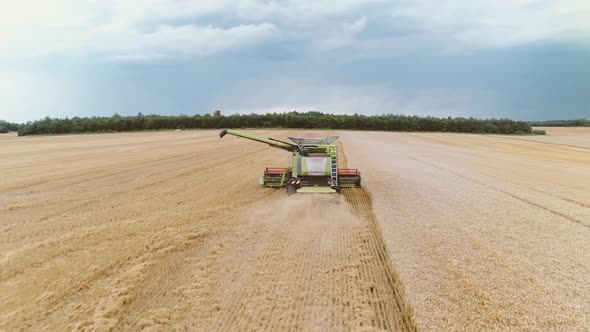 Agricultural Combines Harvesting Wheat On The Big Field.