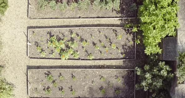 Aerial view of unrecognizable elderly lady picking fresh vegetables from a large vegetable patch