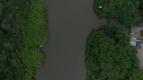 Aerial top down view of a river flowing through the mangroves with white herons