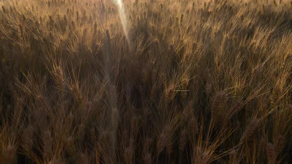 Video of yellow wheat field in sunset time