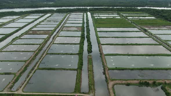 Prawn Fish Farm Aerial