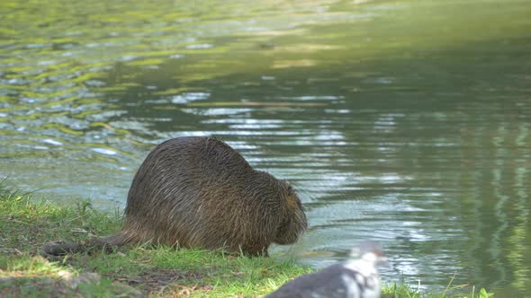 Beavers in water