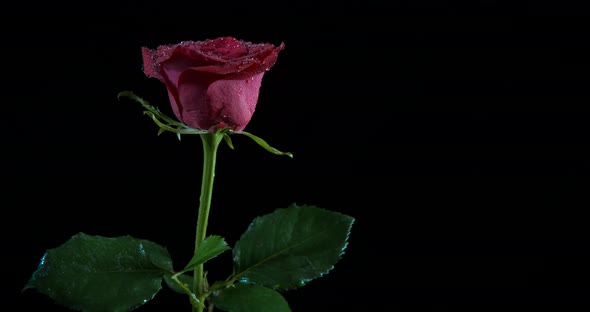 Dew on Red Rose