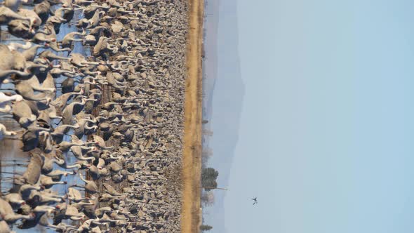 Flock of wild common cranes standing in shallow water in early morning light. Sandhill crane flock w