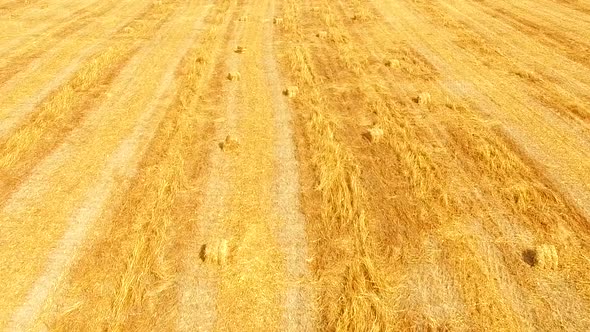 Yellow Wheat Field with Heaps of Hay