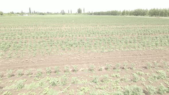 Aerial drone view flight over different agricultural fields sown in Samegrelo, Georgia