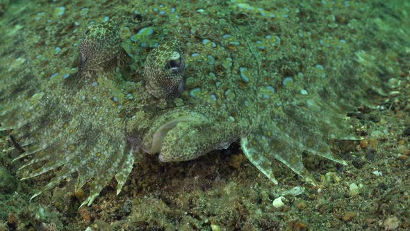 Peacock flounder lying on sand. A close up shot of the head of a peacock flounder.