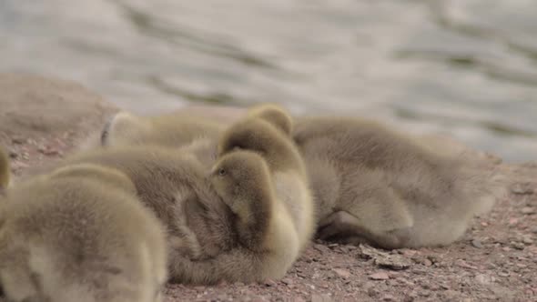 Group of goslings shelter together by waterside