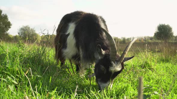 Goat with large horns eating grass, camera ground level closeup