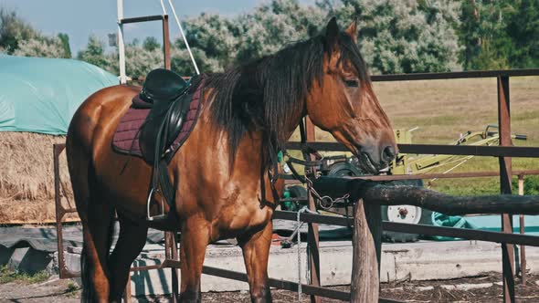 Brown Horse in Gear Stands By Wooden Paddock Outdoor on Village Farm Slow Motion